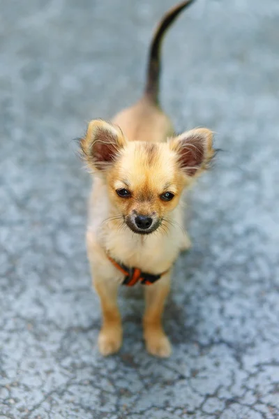 Mały uroczy adorable chihuahua szczeniak rozmytego tła. Kontakt z oczami. — Zdjęcie stockowe