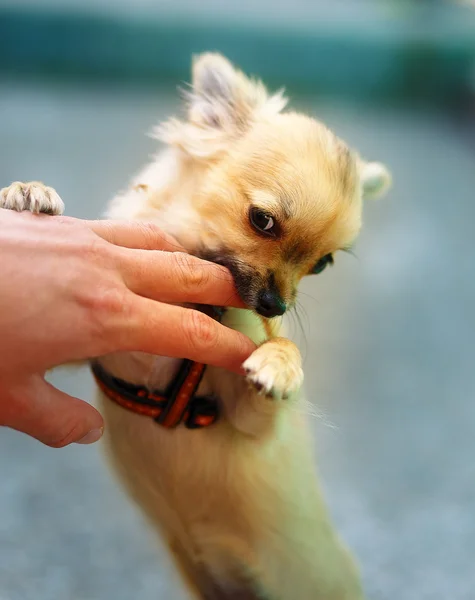 Trochę uroczy uroczy szczeniak chihuahua na rozmytym tle. Atak na dłoń. Kontakt wzrokowy. — Zdjęcie stockowe