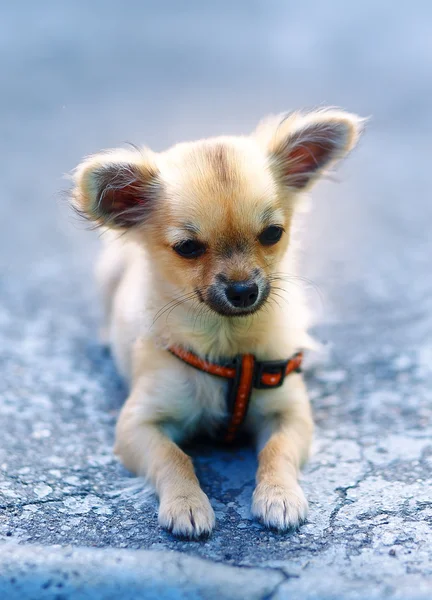 Trochę uroczy uroczy szczeniak chihuahua na rozmytym tle. siedząc na ziemi. — Zdjęcie stockowe