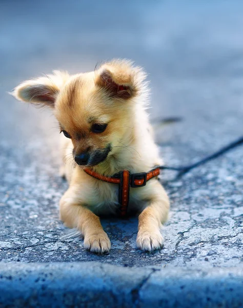 少し魅力的な愛らしいChihuahua子犬の背景にぼやけている。地面に座って. — ストック写真