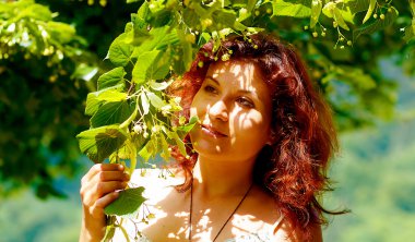 güzel ıhlamur ağacı fowers kadar parlak yaz gününde tespit.