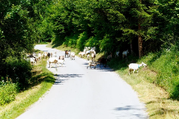 Manada de cabras en el camino en el complejo de montaña hermosa . —  Fotos de Stock