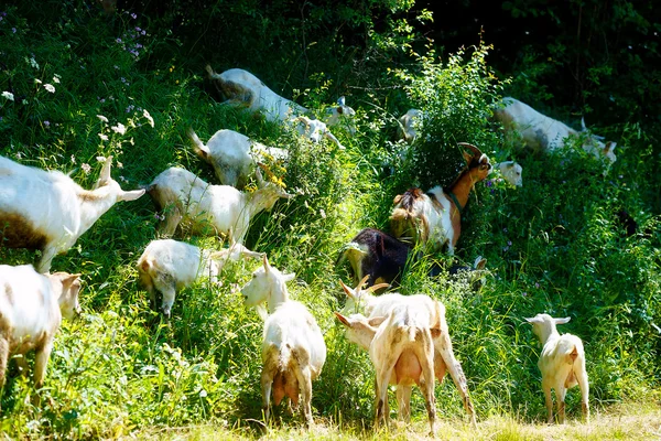 Manada de cabras alimentándose de hierba silvestre alta en el bosque . —  Fotos de Stock