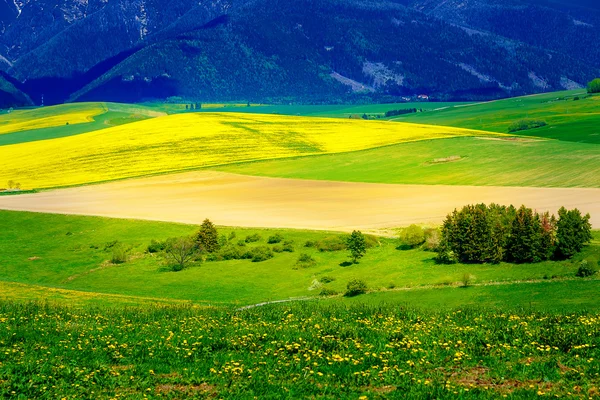 Beau paysage, prairie verte et jaune avec champ et montagne. Slovaquie, Europe centrale, région Liptov . — Photo