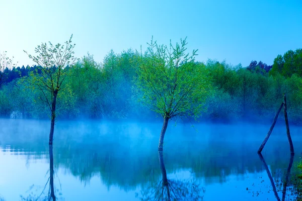 Schöner Seeblick im Morgennebel mit mystischen Bäumen als Überbleibsel eines Maulwurfs in Blautönen. — Stockfoto