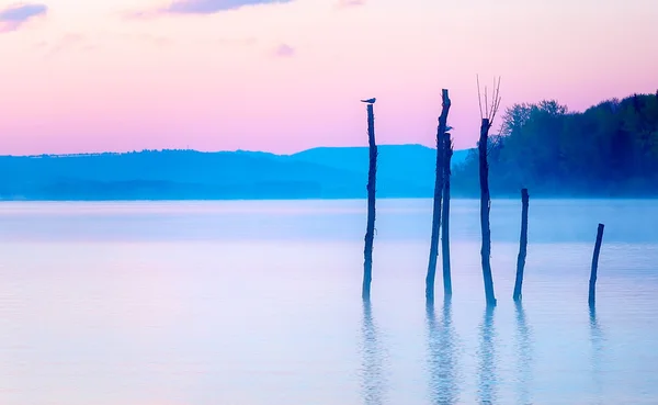 Piękny widok na jezioro w mornig mgła z drzew i mistyczne góry na tle w przetargu dźwięki fioletowy, niebieski, z seaguls siedzi na niektóre z wierzchołków drzewa są resztki Kret. — Zdjęcie stockowe