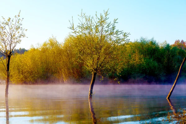 Прекрасный вид на озеро в утреннем тумане с мистическими деревьями в качестве остатков крота . — стоковое фото