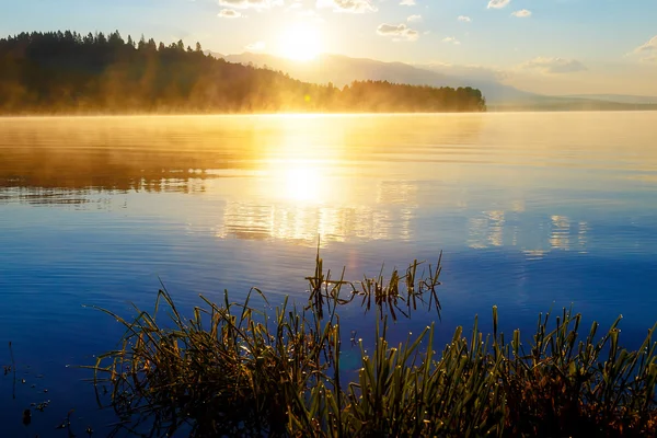Подробности травяного халма на озере в волшебное утреннее время с рассветом солнца. Деревья как остатки крота . — стоковое фото