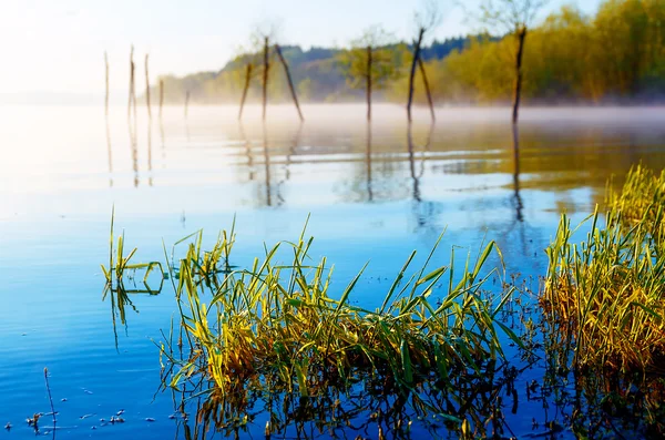 Detail von Grashalm an einem See in zauberhafter Morgensonne. Bäume als Überbleibsel eines Maulwurfs. — Stockfoto