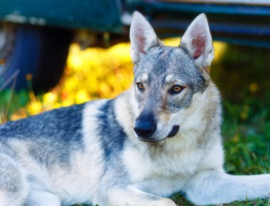 Kurt köpek karavan araba gölgesi bir çayır üzerinde rahat dinlenme evcil. Çekoslovak çoban.