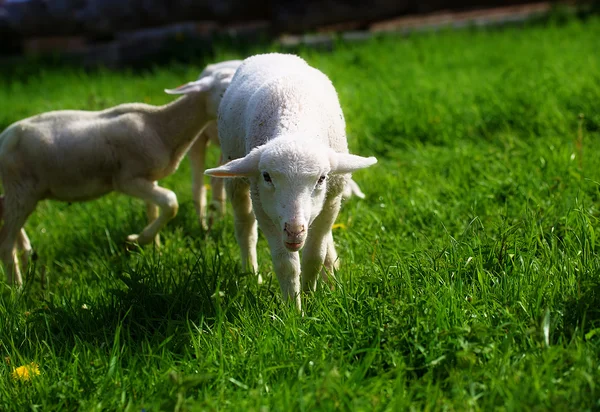 Pequenos cordeiros pastando em um belo prado verde com dente de leão. — Fotografia de Stock