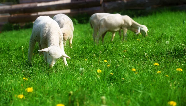 Små lamm betar på en vacker grön äng med maskros. — Stockfoto