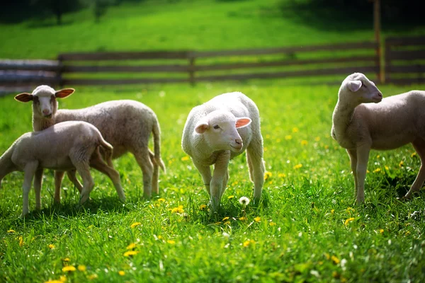 Kis bárányok legelnek egy gyönyörű zöld réten pitypanggal.. — Stock Fotó
