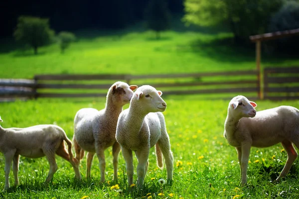 Corderitos pastando en un hermoso prado verde con diente de león. — Foto de Stock