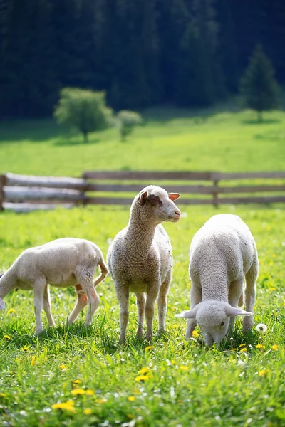 Kis bárányok legelnek egy gyönyörű zöld réten pitypanggal.. — Stock Fotó