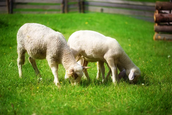 タンポポの美しい緑の牧草地で小さな子羊の放牧. — ストック写真