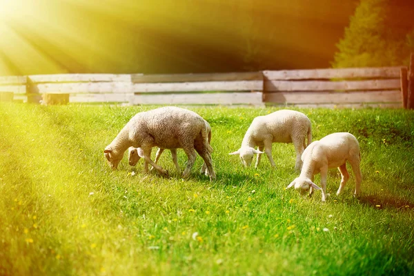 Corderitos pastando en un hermoso prado verde con diente de león. — Foto de Stock