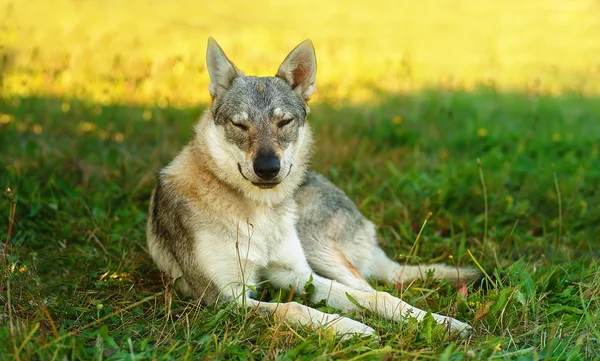 Cão lobo domesticado descansando relaxado em um prado. Pastor checoslovaco . — Fotografia de Stock