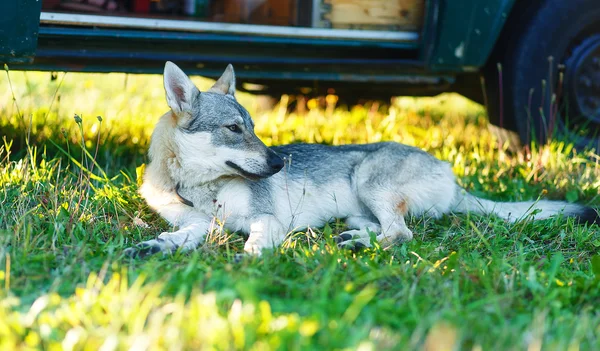 Chien loup domestiqué reposant détendu sur une prairie à l'ombre d'une caravane. Berger tchécoslovaque . — Photo