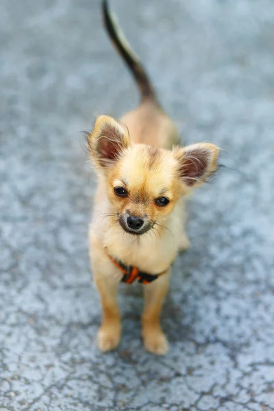 Poco encantador adorable cachorro chihuahua sobre fondo borroso. Contacto visual . —  Fotos de Stock