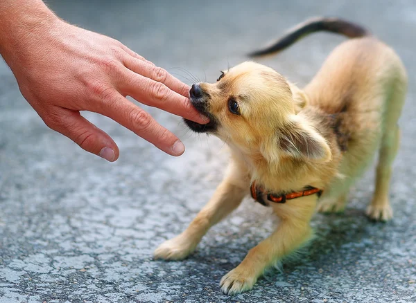Pequeno charmoso filhote de cachorro chihuahua adorável no fundo borrado. Atacar uma mão de pessoas . — Fotografia de Stock