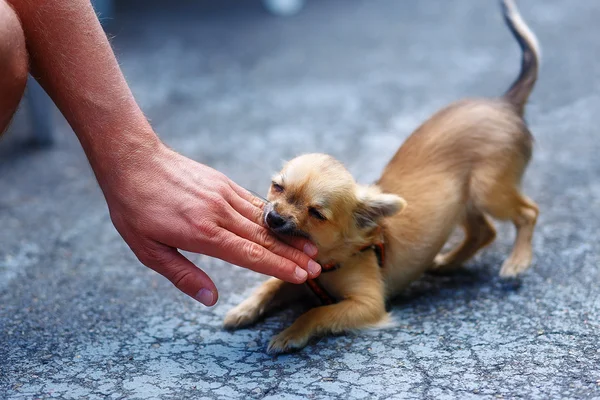 Little charming adorable chihuahua puppy on blurred background. Attacking a persons hand. — Stock Photo, Image