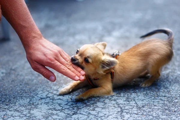 Little charming adorable chihuahua puppy on blurred background. Attacking a persons hand. — Stock Photo, Image