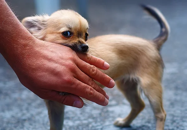 背景をぼかした写真に少しの魅力的な愛らしいチワワの子犬。人の手を攻撃. — ストック写真