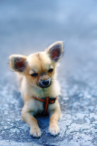 Trochę uroczy uroczy szczeniak chihuahua na rozmytym tle. siedząc na ziemi. — Zdjęcie stockowe