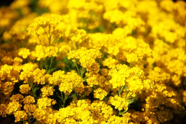 Belas flores amarelas do jardim e fundo borrão . — Fotografia de Stock