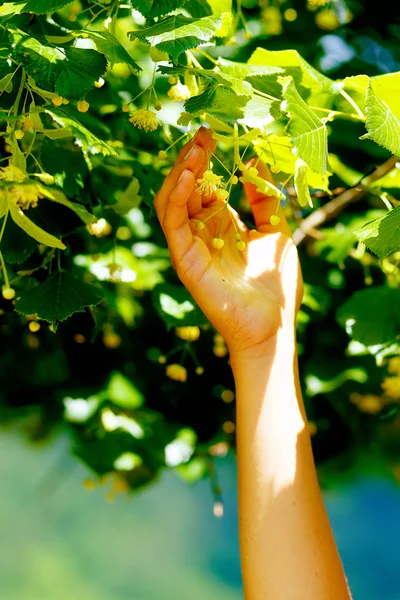 gentle prayer to a beautiful linden tree on bright midsummer day.