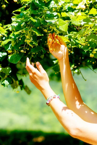 Gentle prayer to a beautiful linden tree on bright midsummer day. — Stock Photo, Image