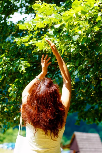 Pegando a bela tília fowers árvore no dia de verão brilhante . — Fotografia de Stock
