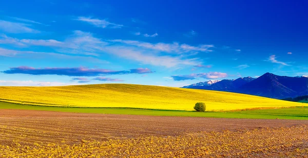 Hermoso campo arado de primavera y prado verde y amarillo. Montaña en el fondo . — Foto de Stock
