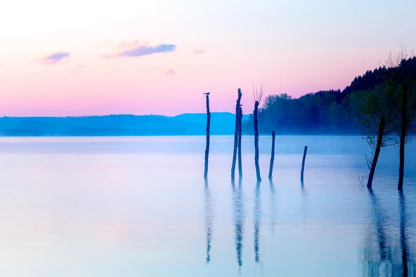 Красивый вид на озеро в тумане морнига с деревьями и мистическими горами на заднем плане в нежных фиолетово-голубых тонах, с чайками, сидящими на некоторых верхушках деревьев остатки крота . — стоковое фото
