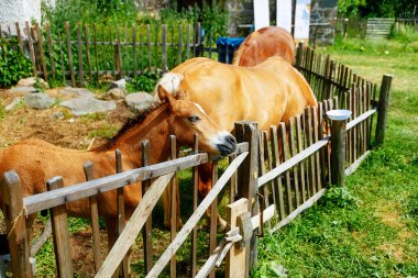 Yaz aylarında bir tahta çitin arkasında duran kahverengi at nalı.