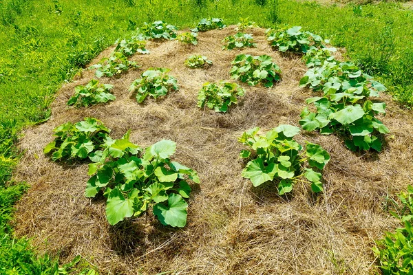 Permaculture garde 짚 내기에 젊은 홋카이도 호박 식물 — 스톡 사진