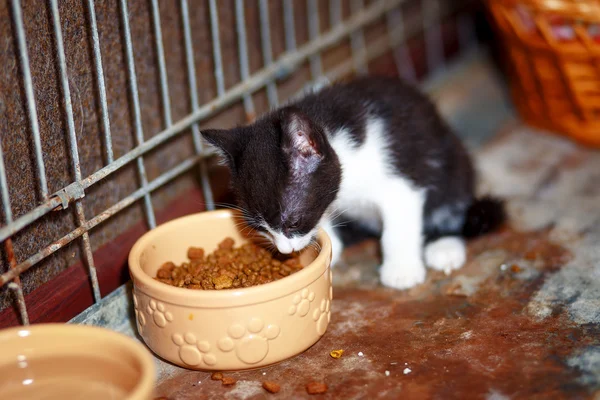 Adorabile simpatico gattino mangiare in una gabbia — Foto Stock