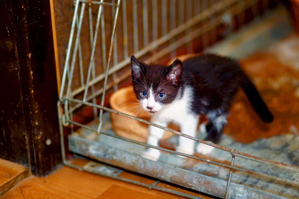 Sevimli sevimli küçük siyah beyaz kedi bir kafes içinde. — Stok fotoğraf