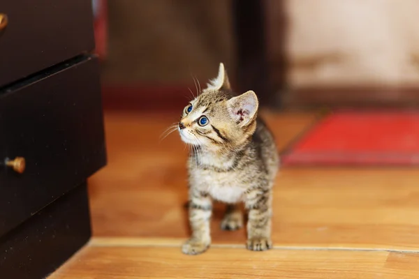 Чарівна солодка маленька кошеня на дерев'яній підлозі . — стокове фото