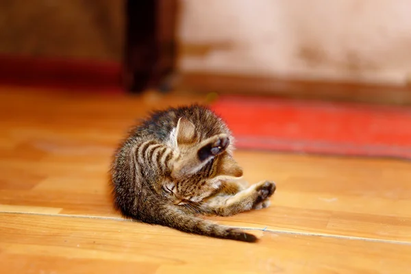 Manis manis kucing kecil di lantai kayu . — Stok Foto