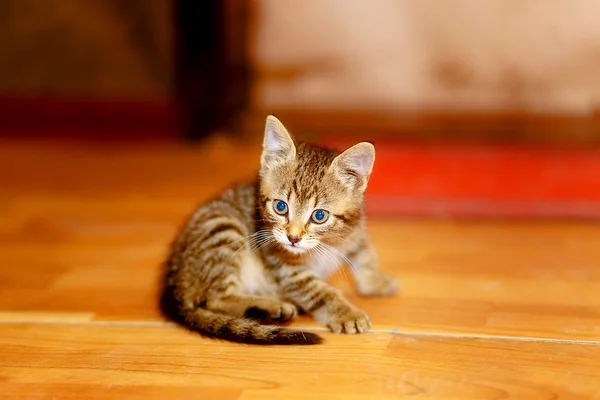 Entzückendes süßes kleines Kätzchen auf Holzboden. — Stockfoto