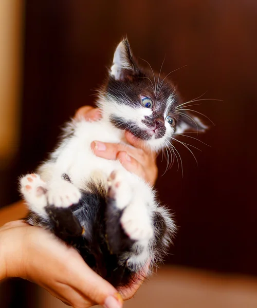 Bang zoete weinig kitty in handen van jong meisje. — Stockfoto