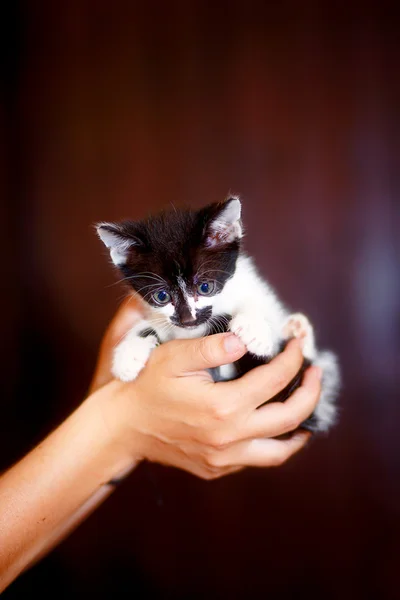 Assustado doce pequeno gatinho em mãos de jovem . — Fotografia de Stock