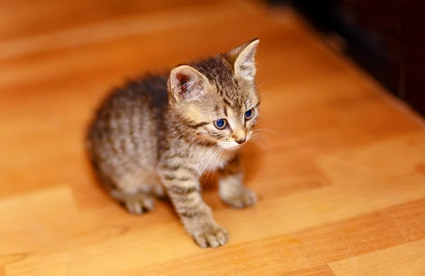 Schattig lief klein kitty op houten vloer. — Stockfoto