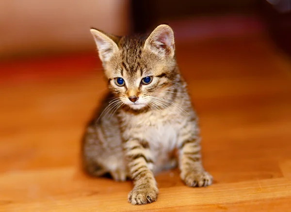 Adorável gatinho doce no chão de madeira . — Fotografia de Stock