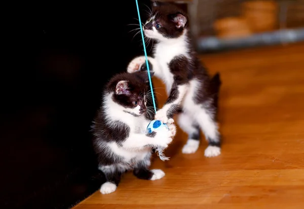 Dulce pequeño bebé gatitos jugando juntos con un juguete . — Foto de Stock
