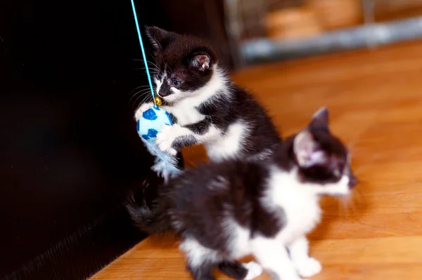 Sweet little baby kittens spelen samen met een stuk speelgoed. — Stockfoto