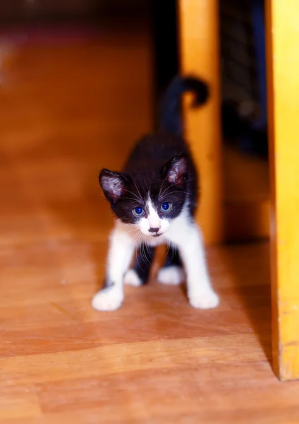 Schattig lief klein kitty op houten vloer. — Stockfoto