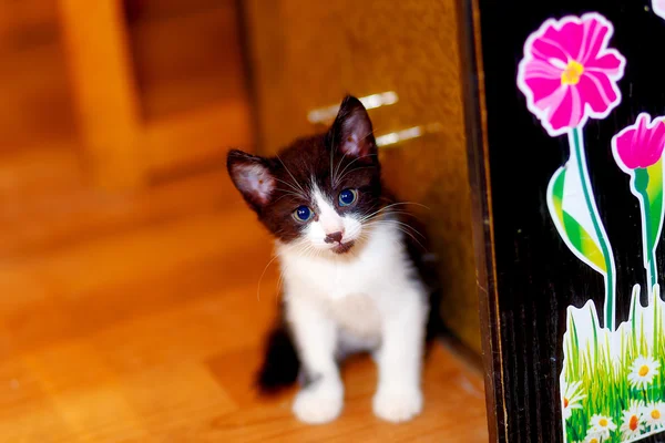 Adorable dulce gatito en madera piso . — Foto de Stock